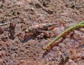 Lepismachilis y-signata (cfr.)